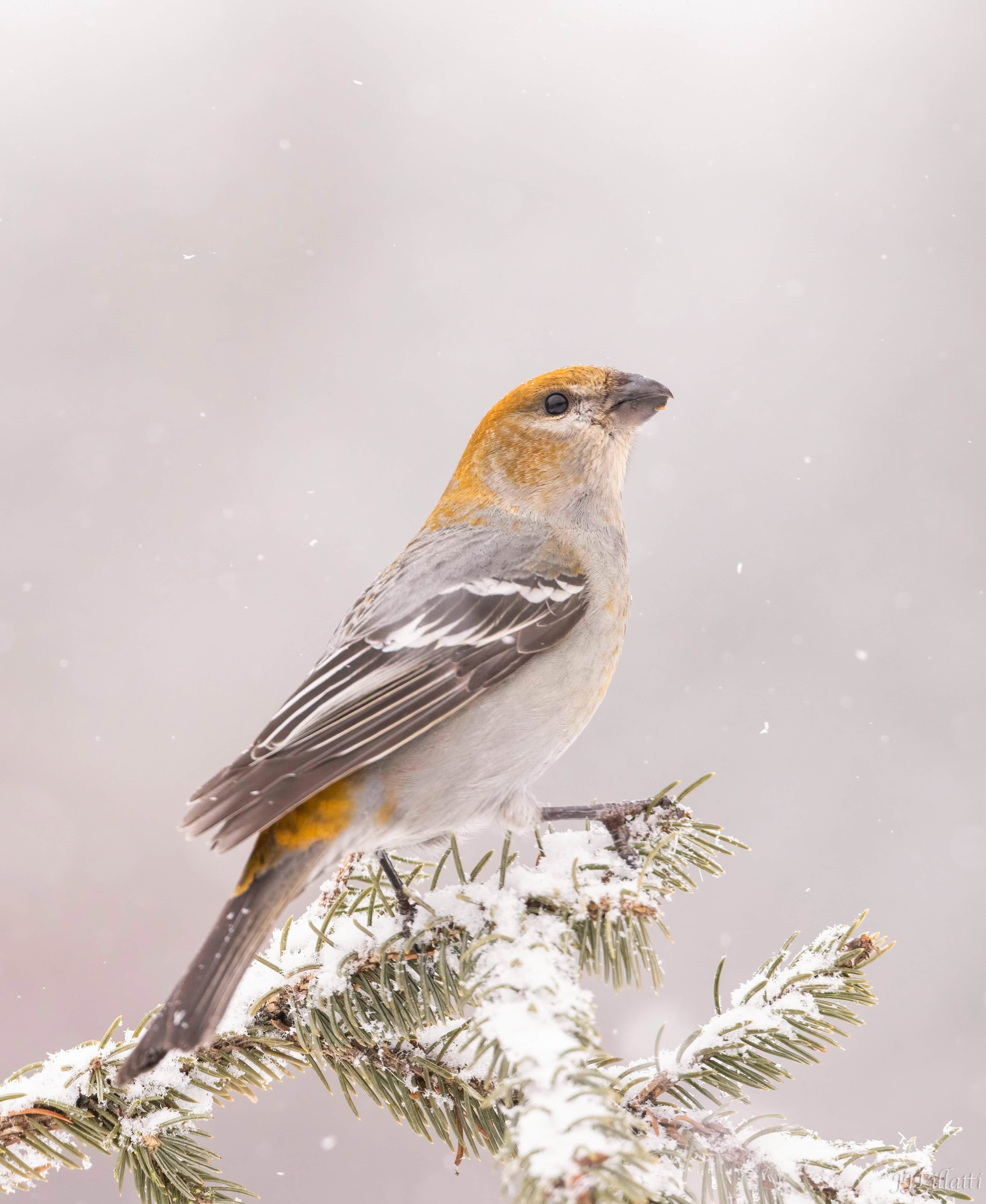 bird of homer alaska image 30